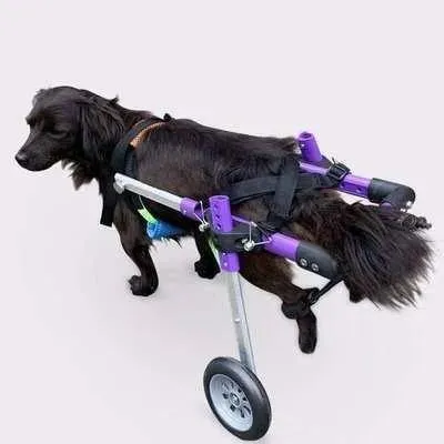 Regal Canine Purple Dog Wheelchair